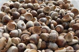 A large pile of empty acorn caps is shown closely packed together, displaying various shades of brown and rough textures.