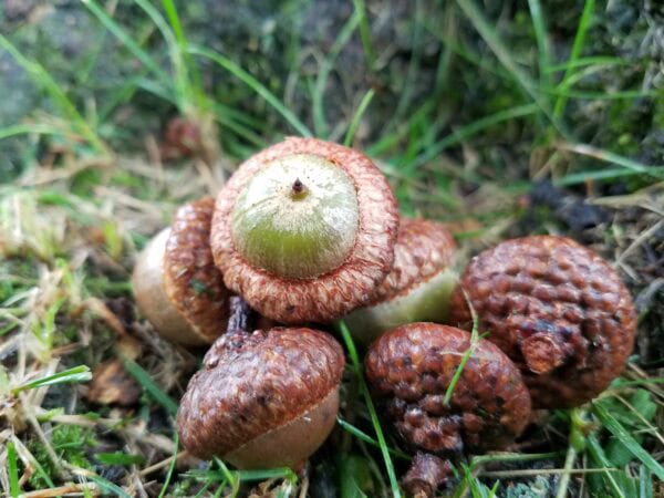 A close-up of several acorns, some with smooth brown caps and others rough and textured, lying on grass and soil.