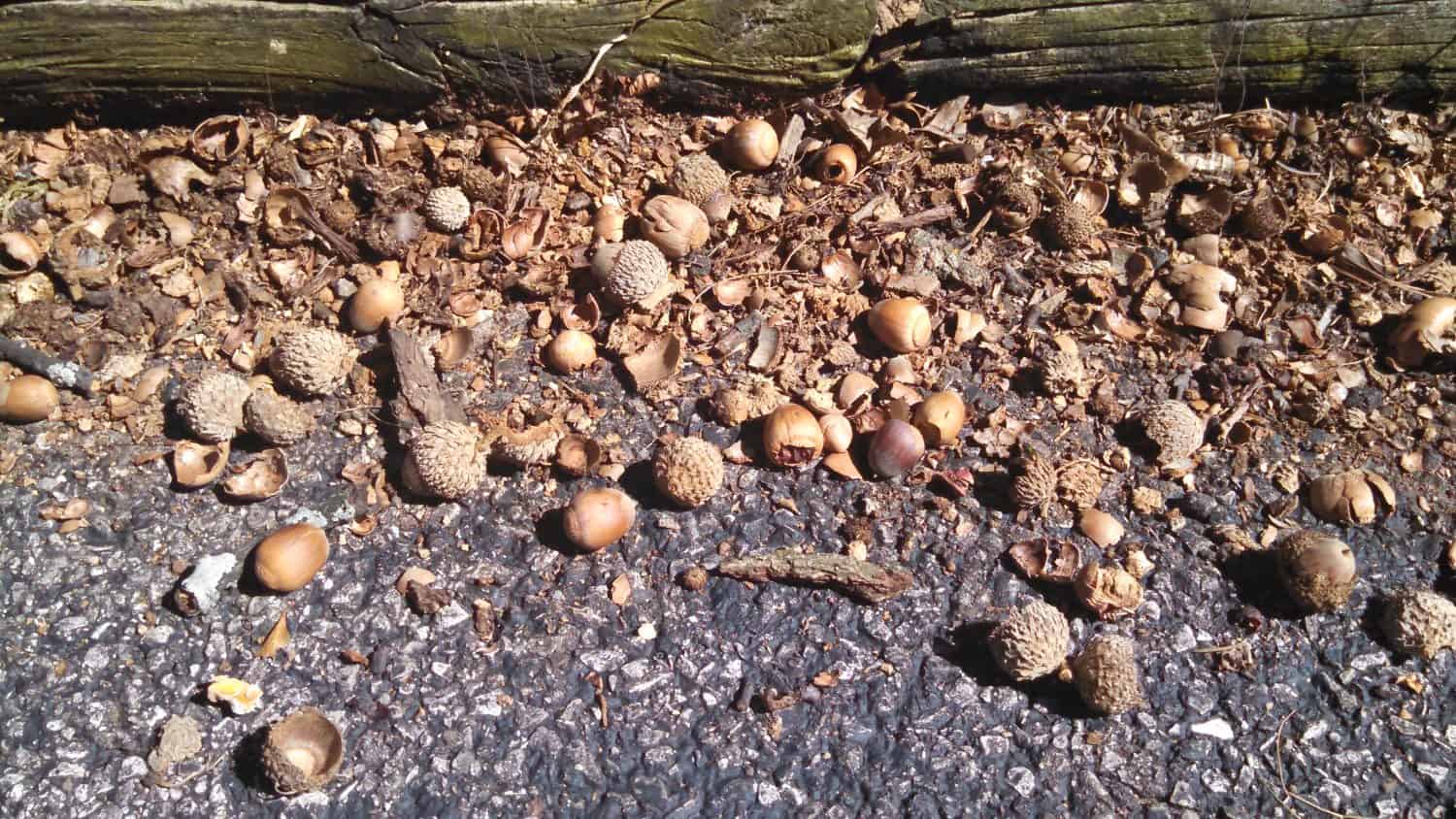 Scattered acorns, acorn caps, and pieces of shells cover the edge of a paved surface next to a weathered wooden log, with sunlight casting shadows across the scene.