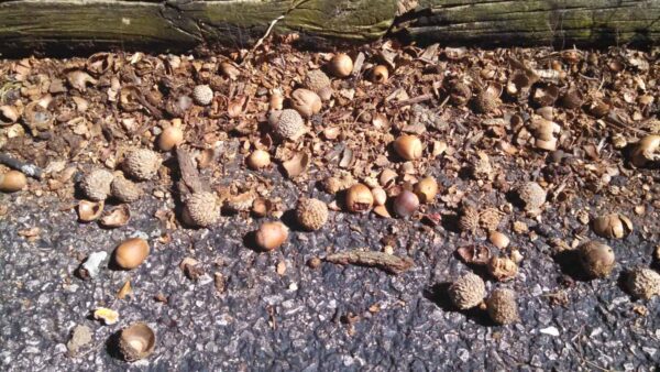 A mix of acorns, caps, and broken shells scattered on rough asphalt next to a weathered wooden log.