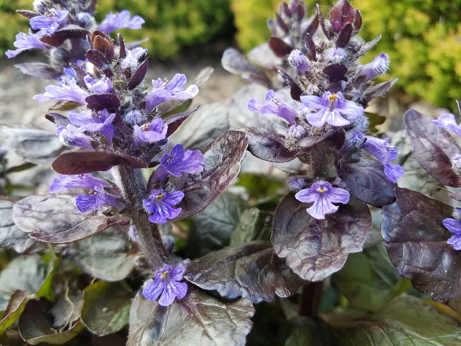 Close-up of purple bugleweed flowers with dark green and burgundy leaves, showing delicate petals and fine white hairs. The background is softly blurred greenery and soil.