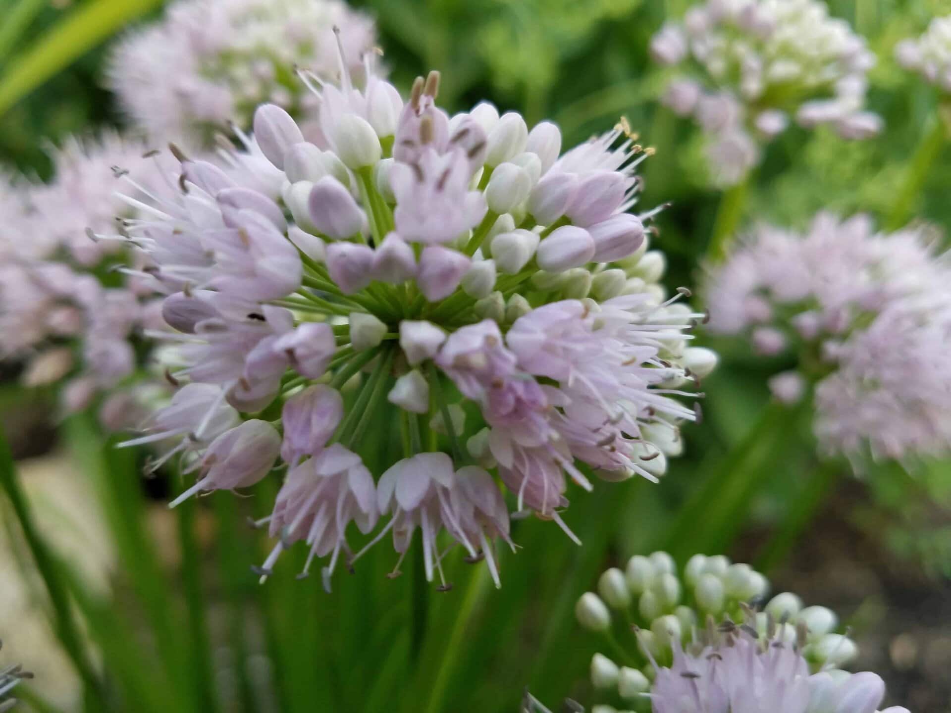 Close-up of a round cluster of small, pale purple flowers with green stems and blurred foliage in the background.