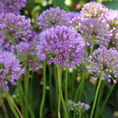 Cluster of tall, green stems topped with round, purple allium flowers in bloom, set against a backdrop of green leaves.
