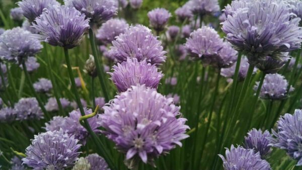 Close-up of blooming purple chive flowers with green stems, clustered densely together outdoors. The focus is on the front flowers, with others blurred in the background.
