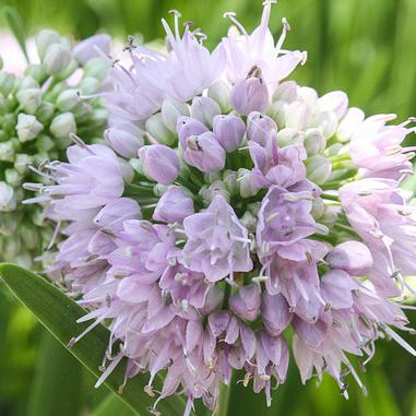 Close-up of a round cluster of small, pale purple flowers with green leaves in the background.