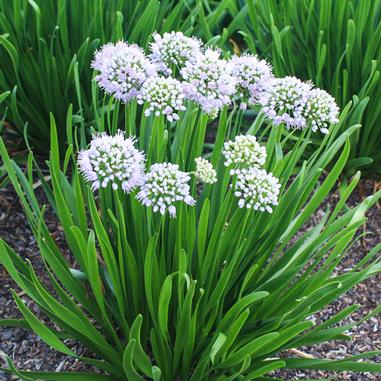 Clusters of rounded, pale purple flowers grow atop tall, slender green leaves in a garden bed with brown mulch visible below the plants.