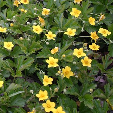 Small yellow flowers with five petals each bloom among dense green leaves in a garden setting. The flowers are scattered evenly throughout the leafy foliage.