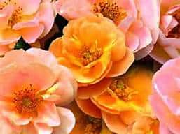 Close-up of several orange and pink roses in full bloom, showing delicate petals and clustered golden centers.