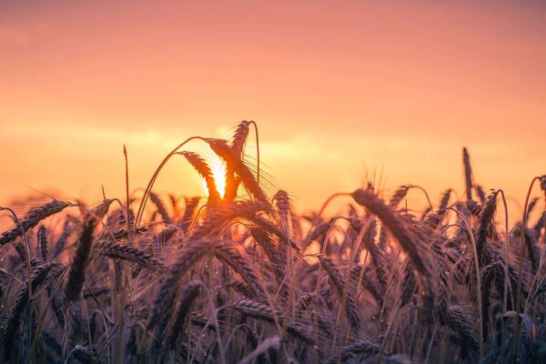 Close-up of wheat stalks in a field at sunset, with the sun glowing orange and pink in the sky behind the silhouetted grain.