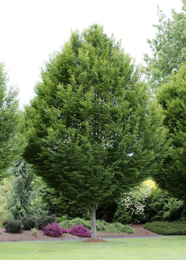 A tall, leafy tree with a full green canopy stands on a manicured lawn, surrounded by shrubs and colorful plants in a landscaped garden.