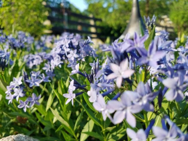 Close-up of vibrant purple flowers in a garden, with green leaves and a blurred background featuring trees, a wooden fence, and a gray structure in the distance.