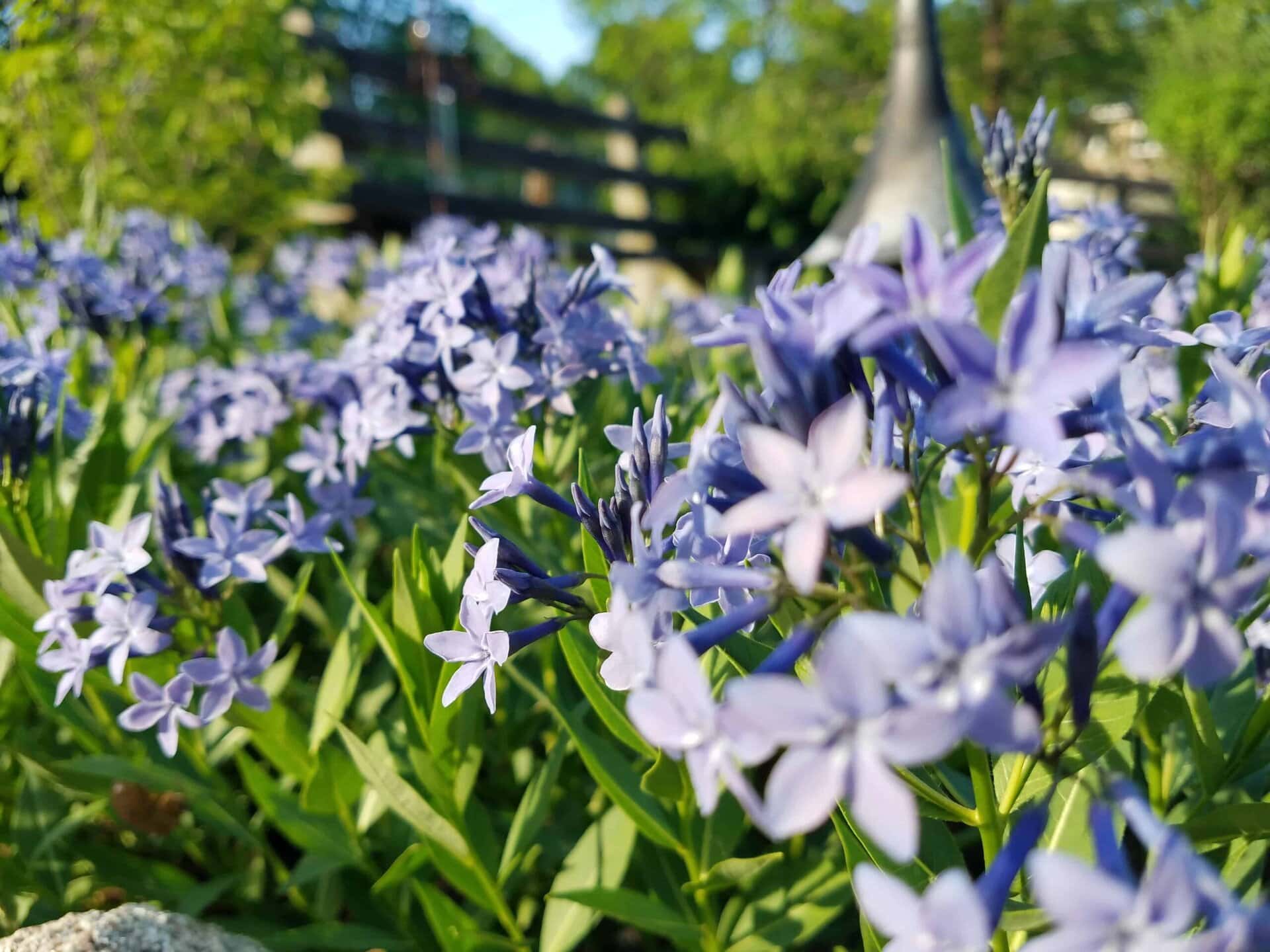 Close-up of vibrant purple flowers blooming in a garden, with green leaves and a fence blurred in the background under bright sunlight.