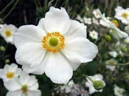 A close-up of a white flower with five petals and a yellow center, surrounded by green buds and more white flowers in the background.