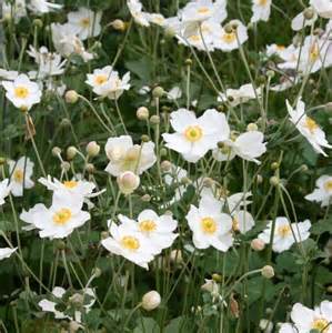 A cluster of white flowers with yellow centers blooming among green stems and leaves outdoors.