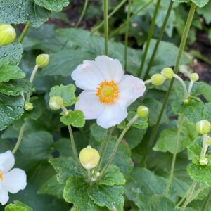 A white flower with a yellow center blooms among green leaves and several unopened buds in a garden setting.