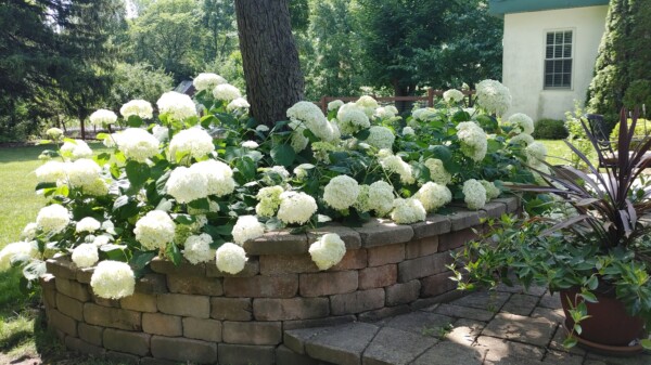 White hydrangeas in full bloom grow in a raised brick flower bed beside a paved patio in a sunny backyard, with green trees and grass in the background.