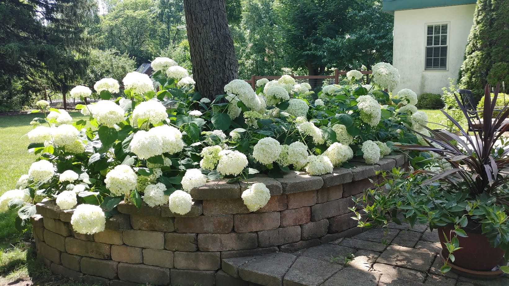 White hydrangeas in full bloom grow in a raised brick flower bed beside a paved patio in a sunny backyard, with green trees and grass in the background.