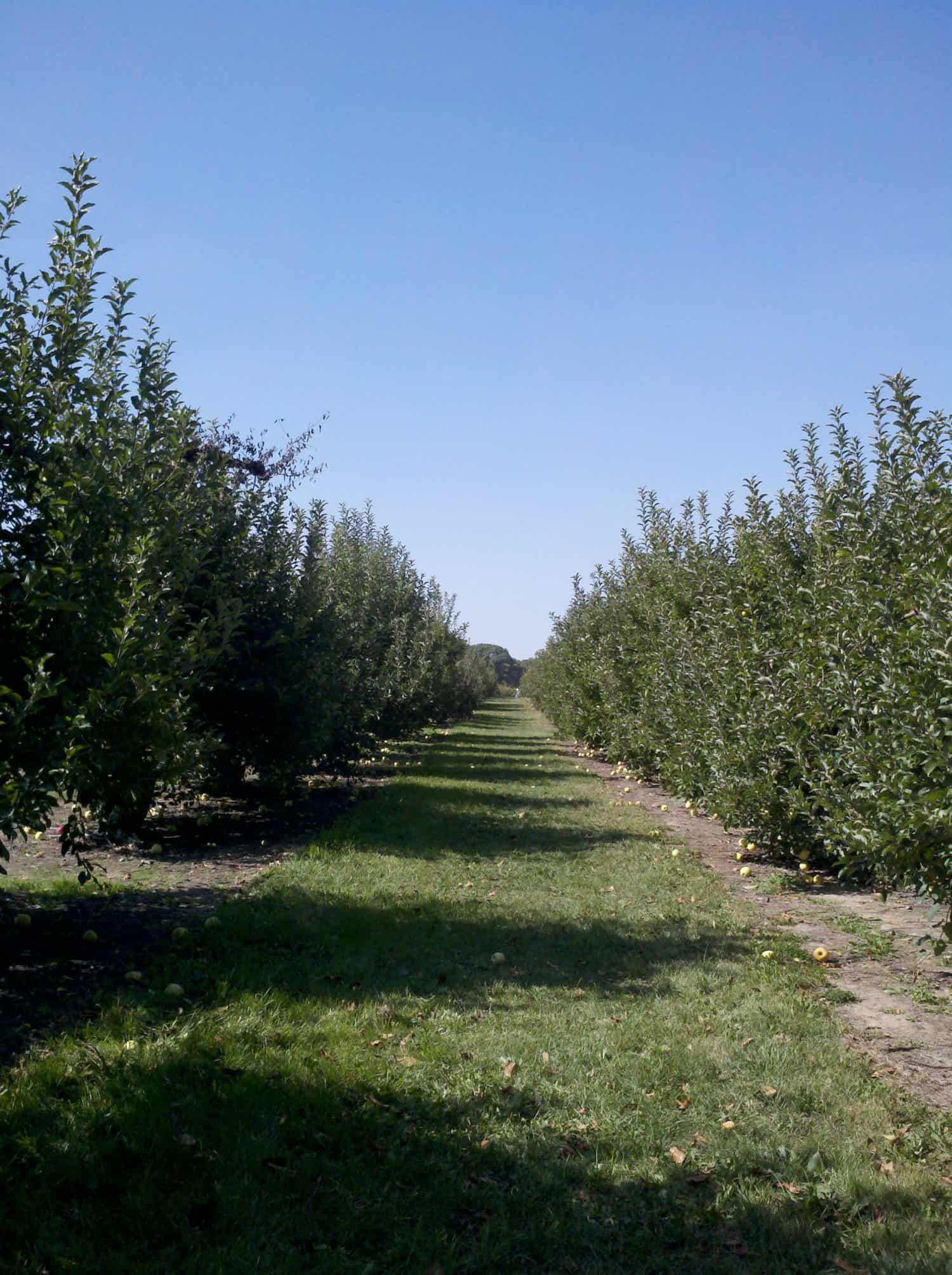 Apple Orchard in nearby Wisconsin #2 Rows of apple trees in an orchard with green grass between them, under a clear blue sky.