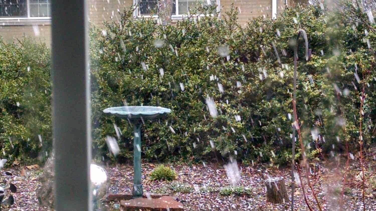 Snow is falling in a backyard garden with a blue birdbath, green shrubs, some plants, and a pale house in the background. The scene looks wintry and quiet.