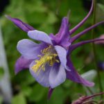 Purple and light blue columbine flower with yellow stamens, set against a blurred green background.