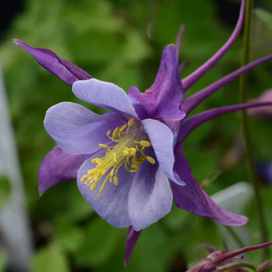 A close-up of a purple columbine flower with delicate petals and yellow stamens, set against a blurred green background.