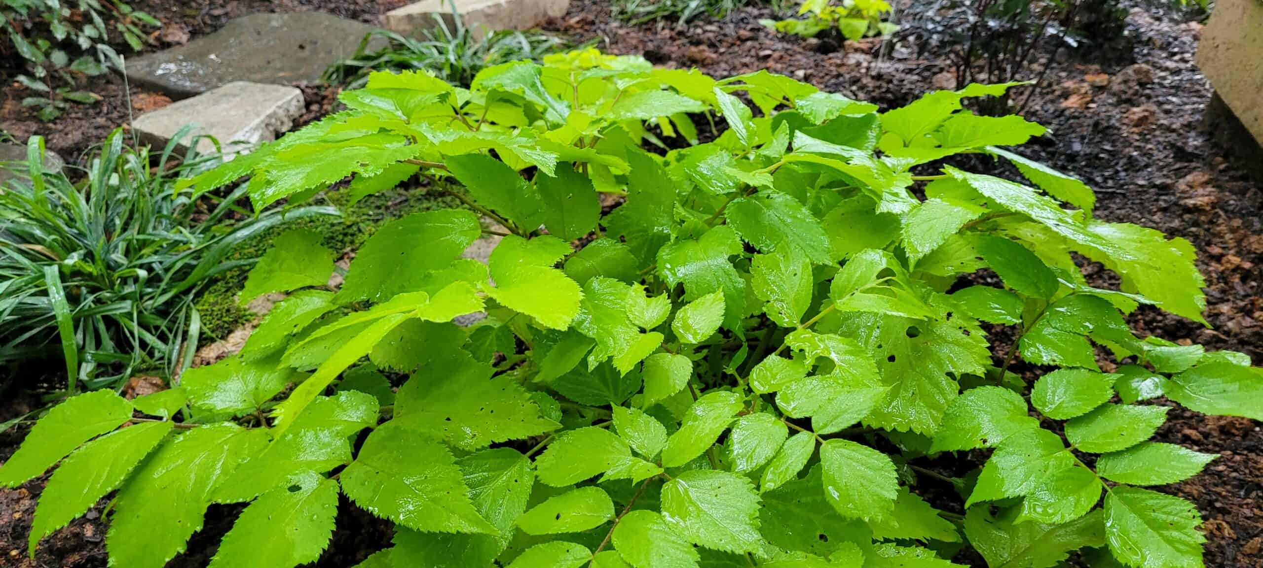 Bright green, serrated leaves of a leafy plant grow densely in moist, dark soil, surrounded by patches of grass, stones, and other garden plants after a rainfall.