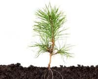 A small pine seedling with green needles is growing out of dark soil against a white background.