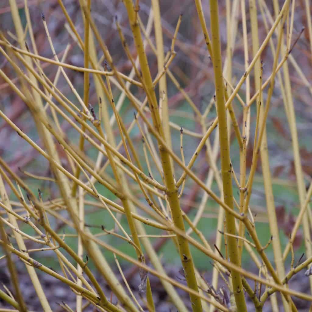 Close-up of multiple yellowish branches with small buds against a blurry green and brown background, suggesting early spring or late winter.