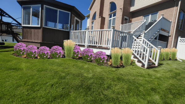 A well-maintained backyard with purple flowers, ornamental grasses, green lawn, a white railing deck, and a brick house with large windows under a clear blue sky.