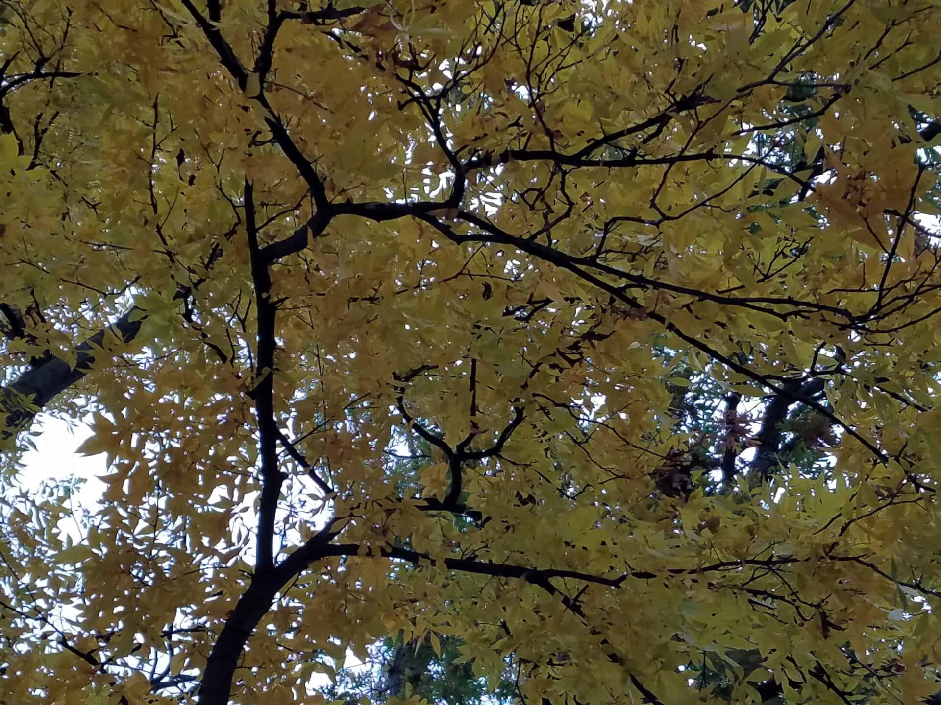 Tree branches with yellow leaves cover most of the image, with some sky and distant green foliage visible through gaps in the leaves. The scene suggests an autumn setting.