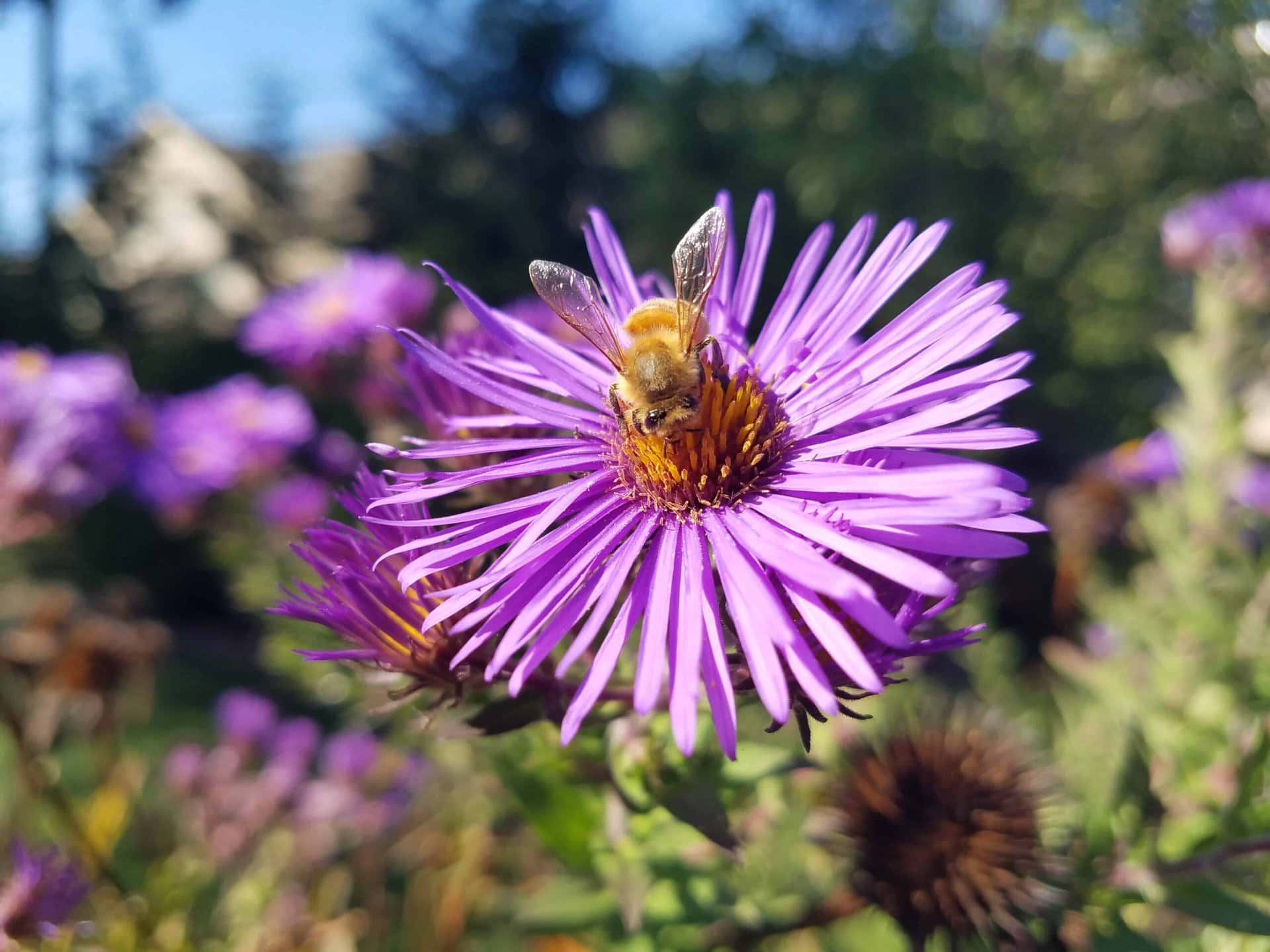 A bee collects pollen from the center of a vibrant purple flower, with additional purple blossoms and greenery blurred in the background.