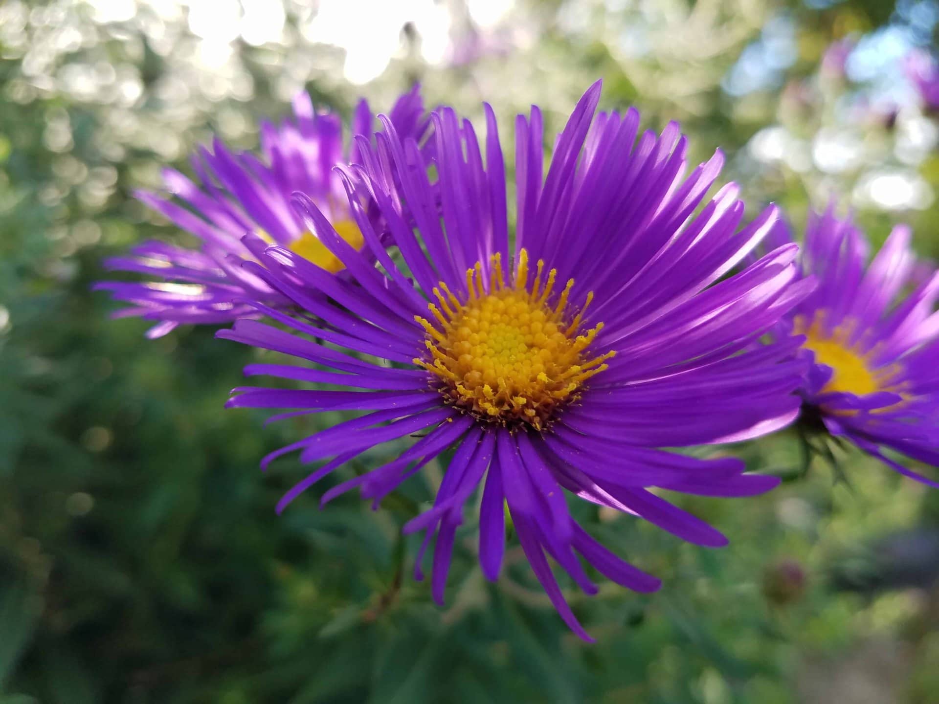 Close-up of a vibrant purple aster flower with a yellow center, set against a blurry green natural background.