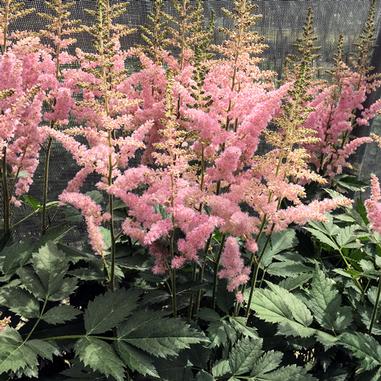 Tall, feathery pink astilbe flowers with dense green leaves grow in a garden, with sunlight filtering through a mesh background.