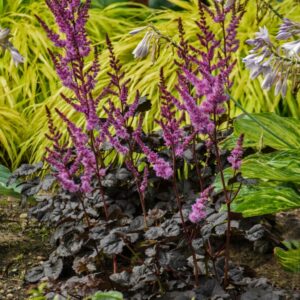 Purple-pink astilbe flowers with feathery plumes and dark green foliage grow in a garden bed, surrounded by bright green, grassy plants and other leafy vegetation.