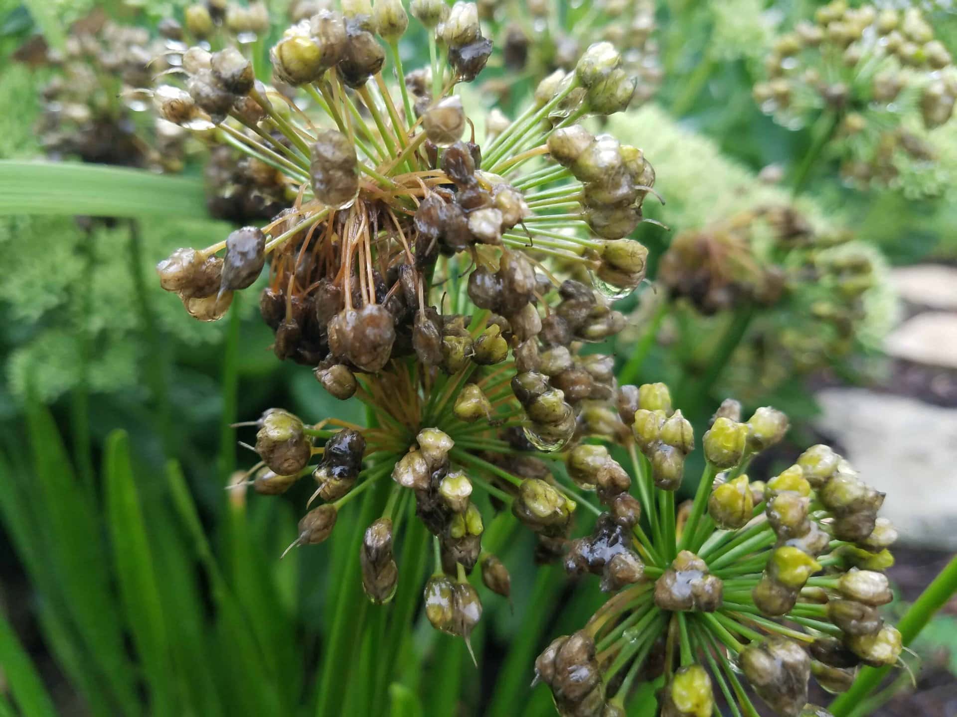 Close-up of a cluster of wilted, drying flower buds with some green stems and blurred green foliage in the background.