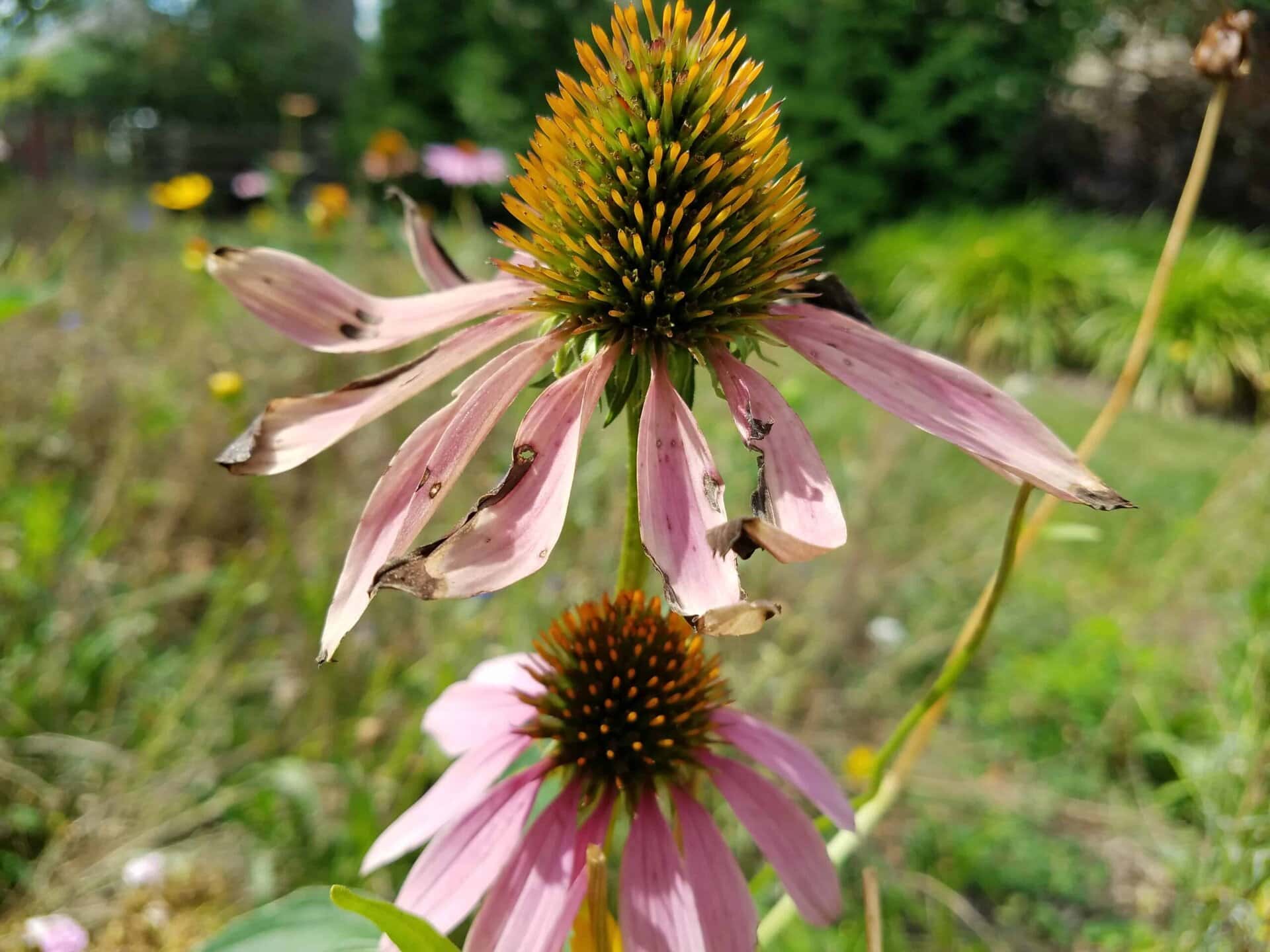 A close-up of a coneflower with faded, torn pink petals and a spiky orange center in a garden. Another coneflower is visible below, with a blurry green and flower-filled background.