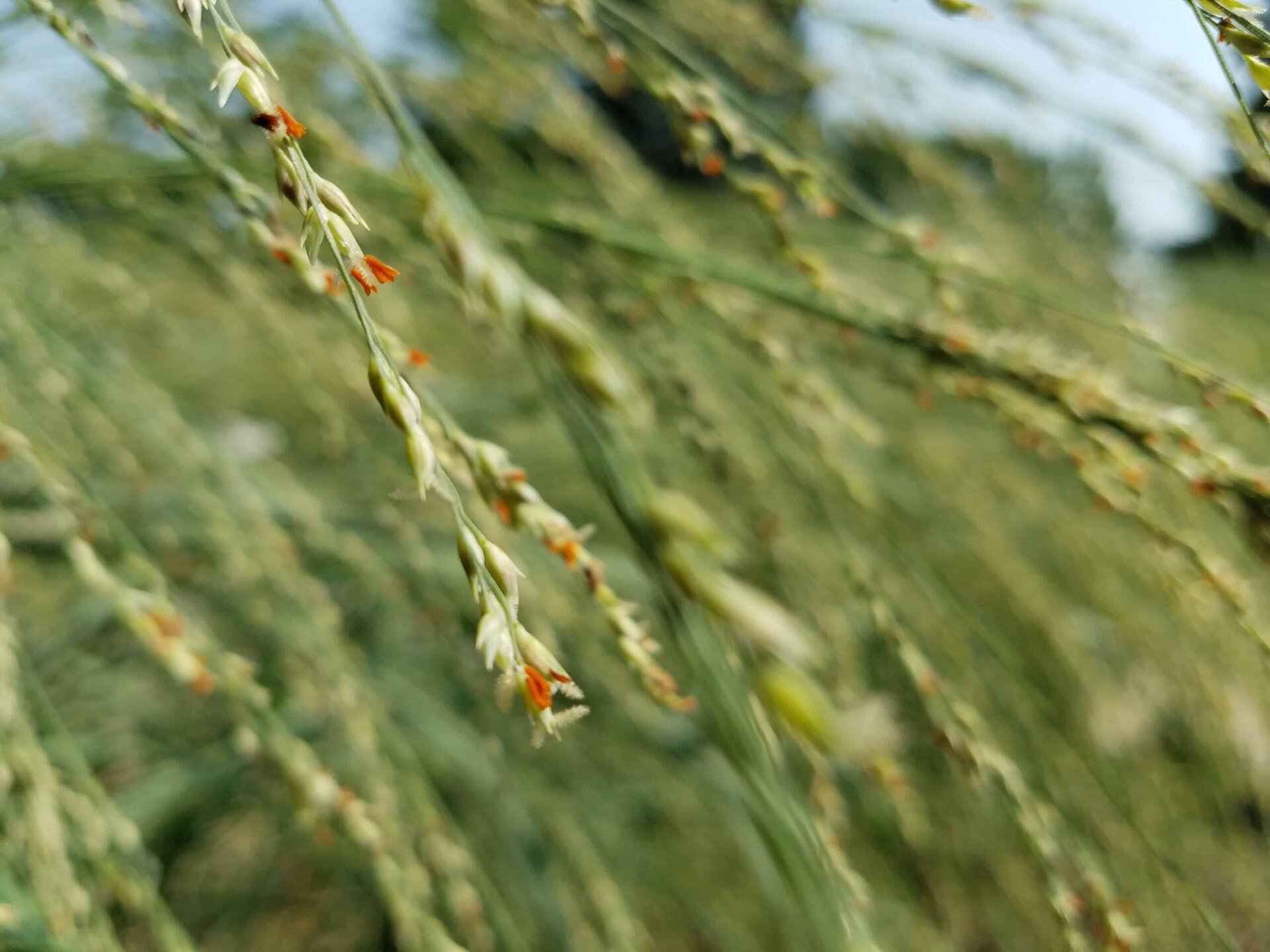 Close-up of green grass stems with small white and orange flowers, softly focused with a blurred green background, giving a sense of movement and natural texture.