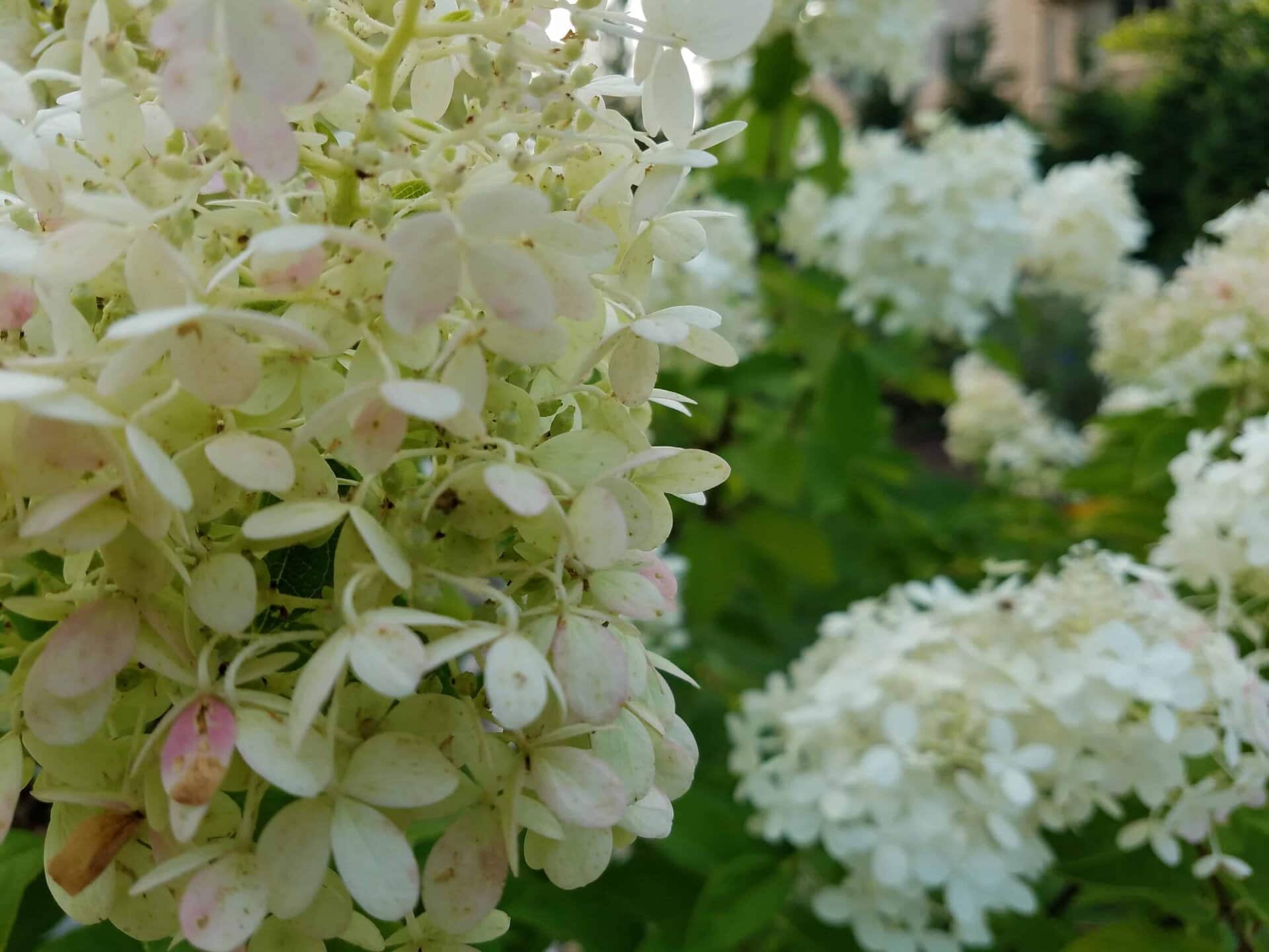 Close-up of white hydrangea flowers with a few light pink petals in a garden, with more clusters of blooms and green leaves blurred in the background.