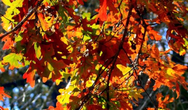 Branches with oak leaves in vibrant autumn colors—red, orange, yellow, and green—are lit by sunlight. The background is blurred, highlighting the bright, overlapping leaves and the detailed edges of their lobes.