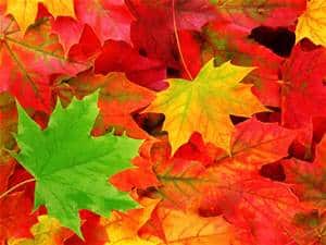 A variety of colorful autumn maple leaves in shades of red, orange, yellow, and green, overlapping each other in a dense, textured pattern.