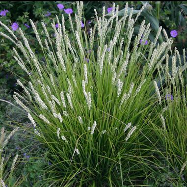 A dense clump of tall, green grass with long, thin stalks topped with pale seed heads, surrounded by purple flowers and green foliage.