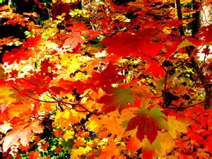 Colorful autumn leaves in shades of red, orange, and yellow cover tree branches, creating a vibrant and warm fall scene. Sunlight filters through the foliage, enhancing the rich colors and patterns of the leaves.