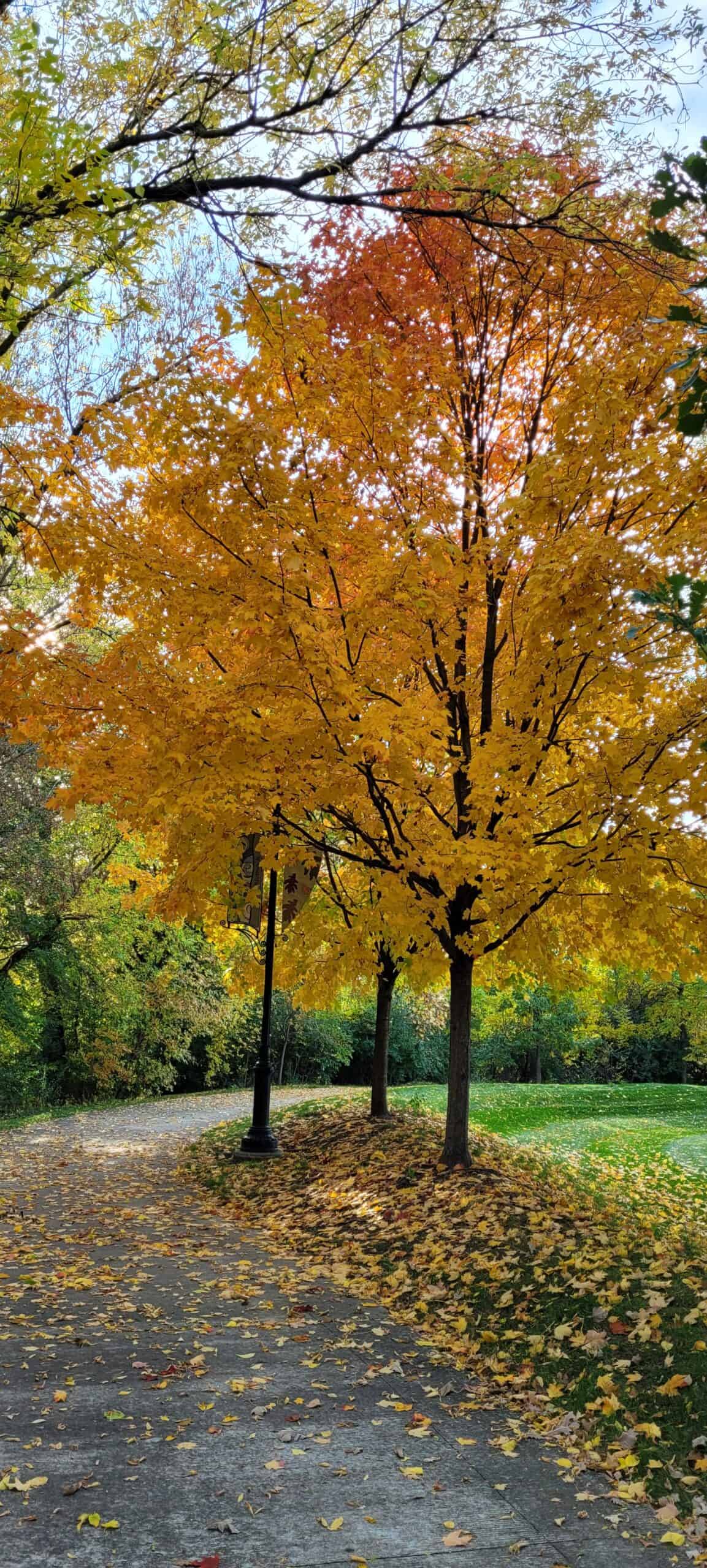 Curved pathway lined with trees displaying vibrant yellow and orange autumn leaves; fallen leaves cover the ground. A lamppost stands beside the path, and green grass fills the background.
