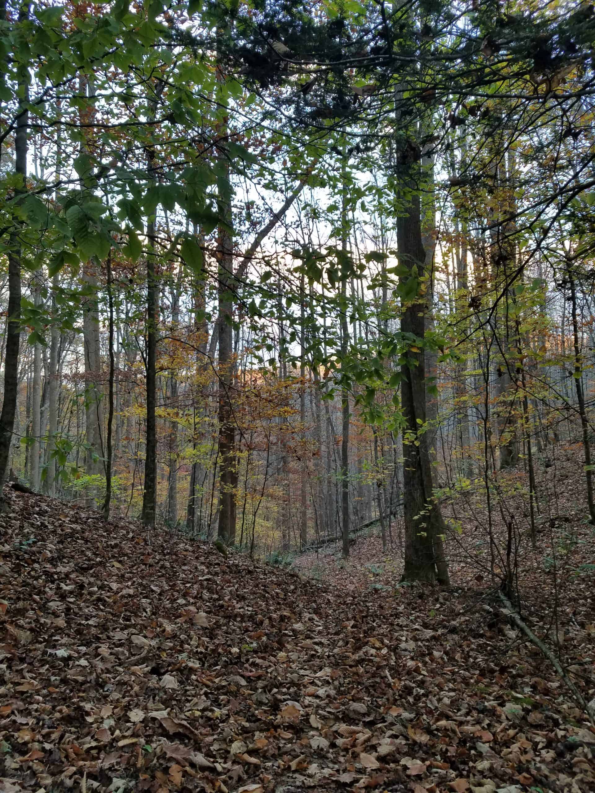 A forest scene in autumn with tall trees, fallen leaves covering the ground, and branches with sparse green and brown leaves. The light is soft, suggesting either early morning or late afternoon.