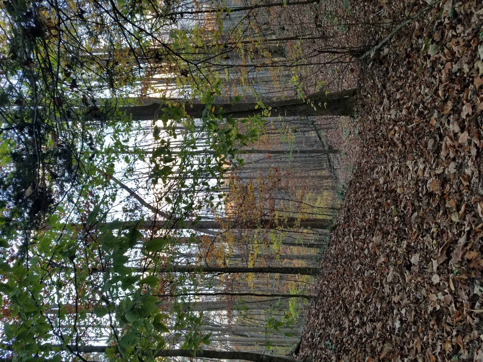 A forest scene in autumn with tall trees, fallen brown leaves covering the ground, and sparse green and yellow foliage on branches.