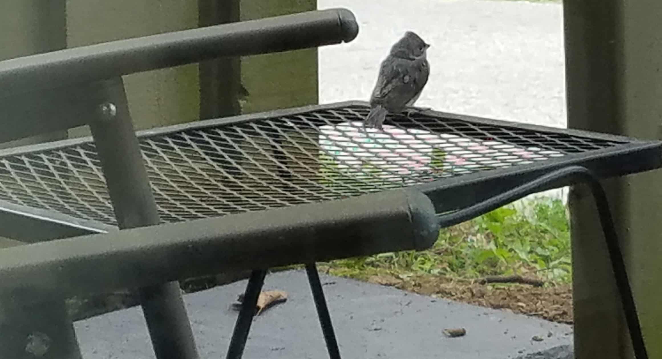 A small gray bird is perched on a black metal mesh table outside, with a black chair in the foreground and greenery in the background.