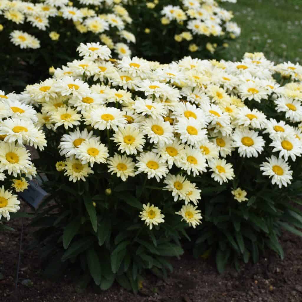 A cluster of pale yellow daisies with dark green leaves grows in a garden bed, surrounded by soil and grass.
