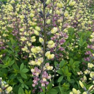 Tall stems of yellow and pale purple lupine flowers rise above green foliage, creating a dense, colorful floral display in a garden setting.