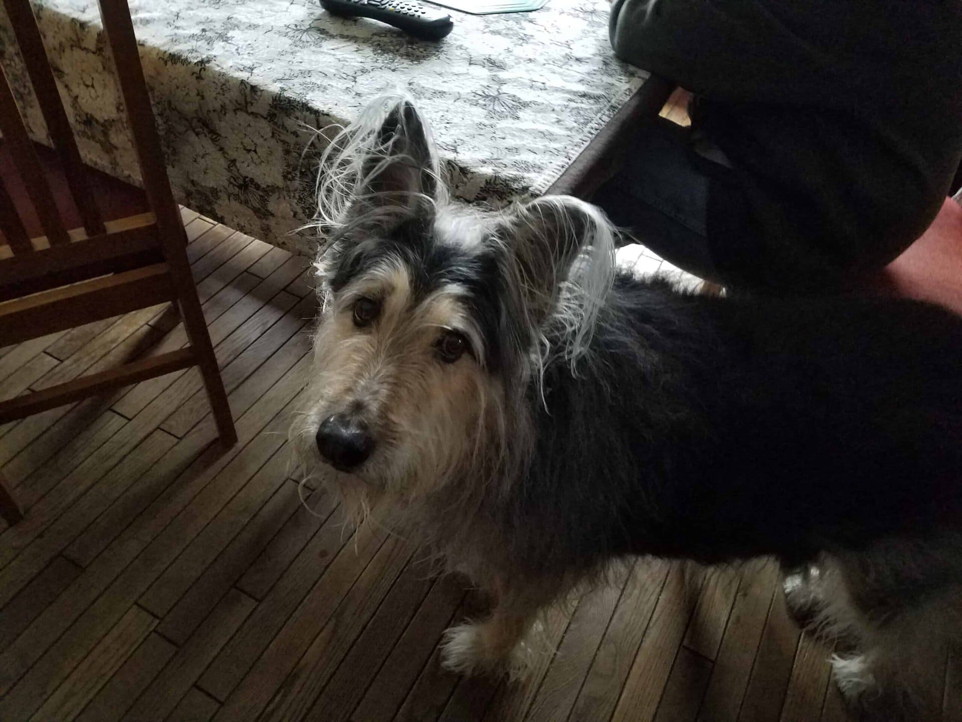 A scruffy black and gray dog with large, upright ears stands on a wooden floor next to a table, looking up at the camera. Part of a person sitting at the table is visible in the background.