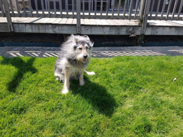 A fluffy gray and white dog sits on green grass in sunlight, with a wooden fence and deck in the background. The dogs fur is being blown by the wind.
